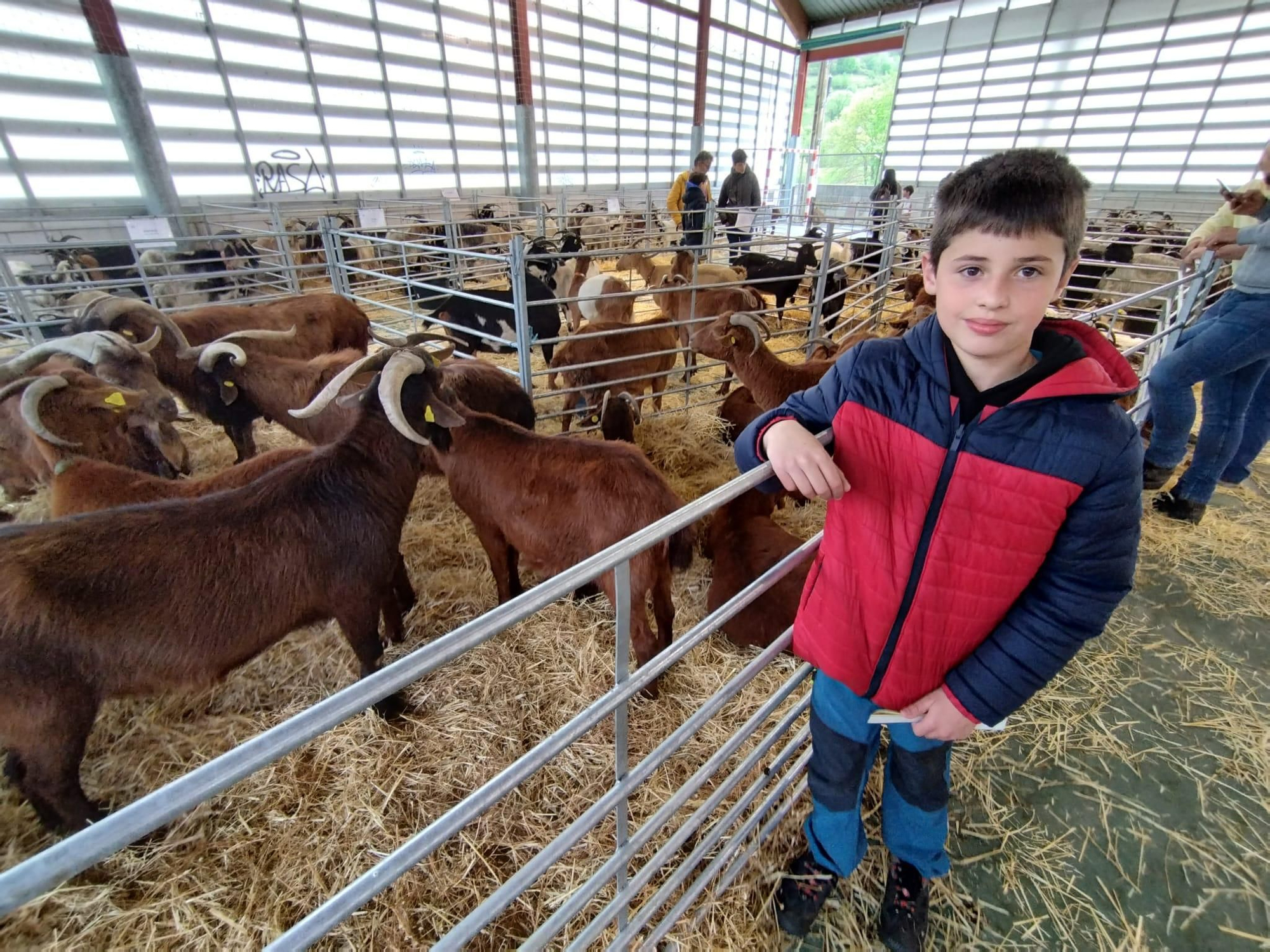 4º Concurso de Ovejas Carranzana y Exposición de Cabras en Soto de Agues (Sobrescobio)