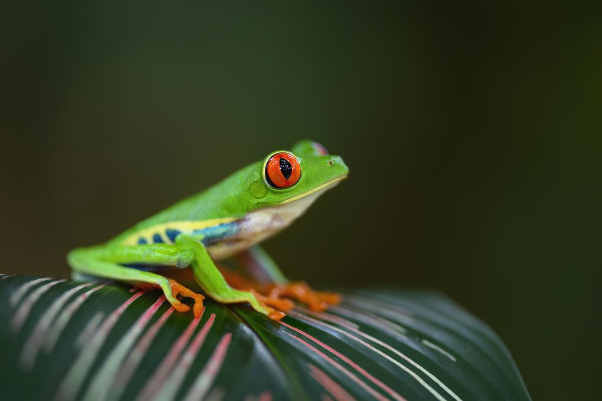 La rana de ojos rojos, una de las especies más características de Costa Rica