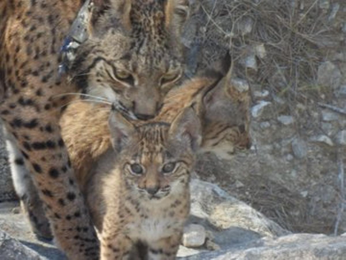 Los técnicos han localizado a la hembra Urtsu con una nueva camada de dos meses, la primera confirmada este año