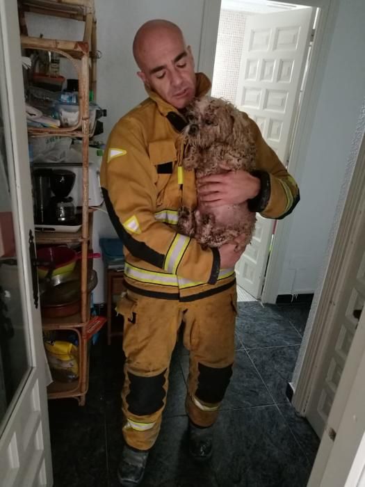 Imagen de los daños por la explosión y el perro rescatado por los bomberos