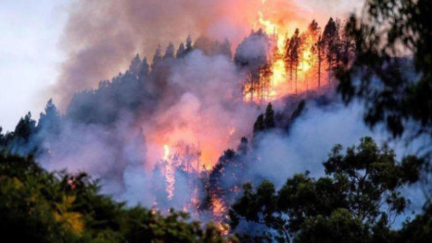 Los incendios forestales registrados el mes pasado en Gran Canaria obligaron a evacuar a miles de personas.