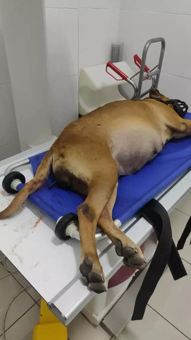Detenido por atacar a dos perros en Tenerife con una ballesta y matar a uno, una hembra preñada, y tres cachorros