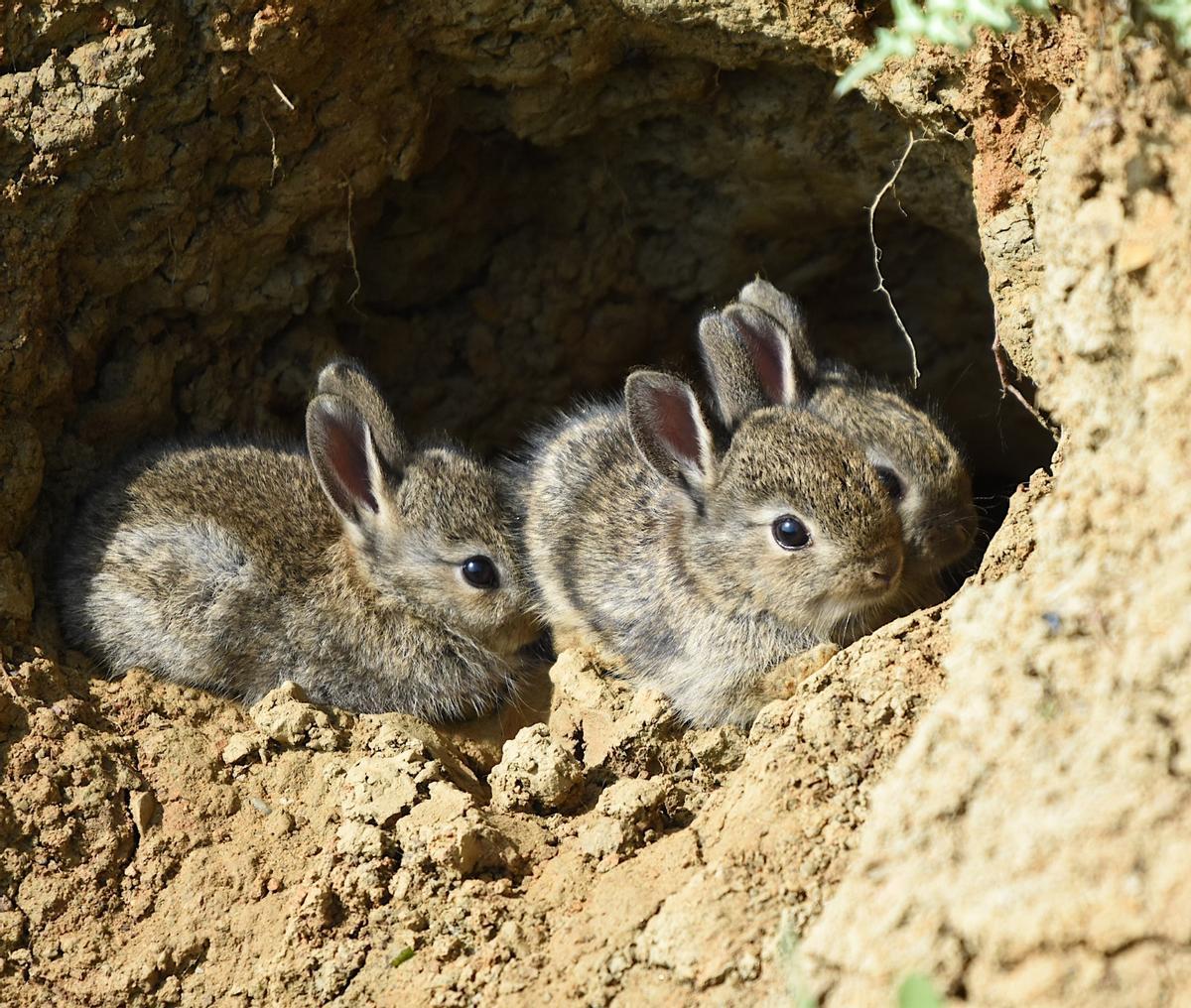 Conejos en la Laguna de Soliva.