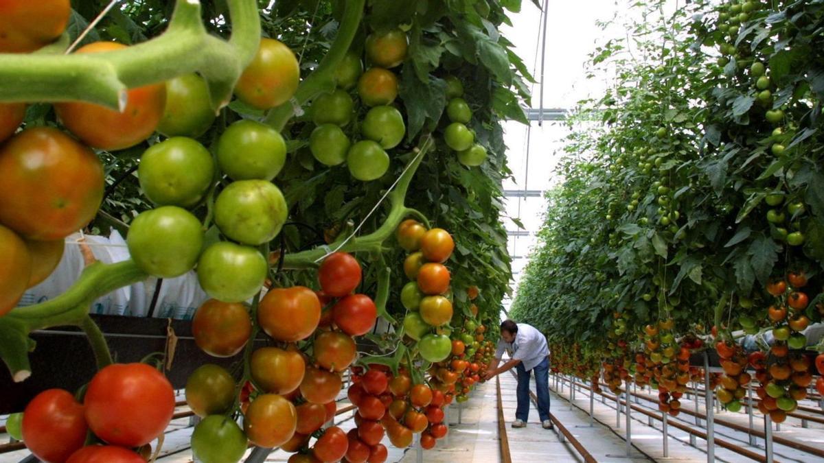 La Axarquía se ha mantenido durante medio siglo como auténtica despensa hortofrutícola de la provincia, gracias a la modernización de sus invernaderos.