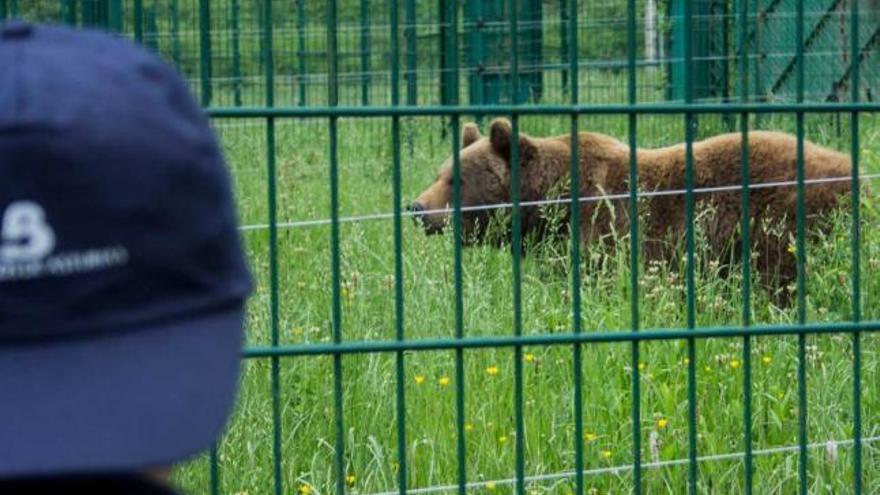 &quot;Furaco&quot; vuelve a Cabárceno tras 9 años en Asturias