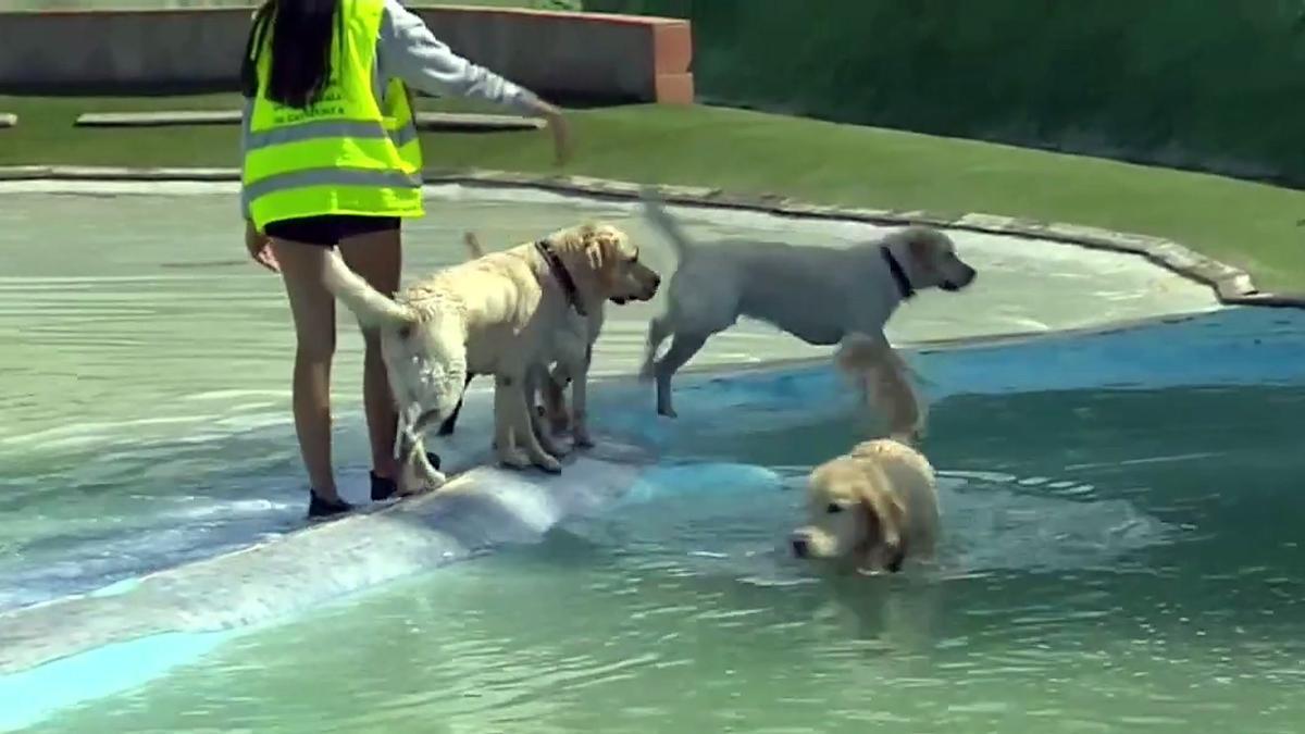 Medio centenar de perros guía juegan en parque acuático para visibilizar su función social