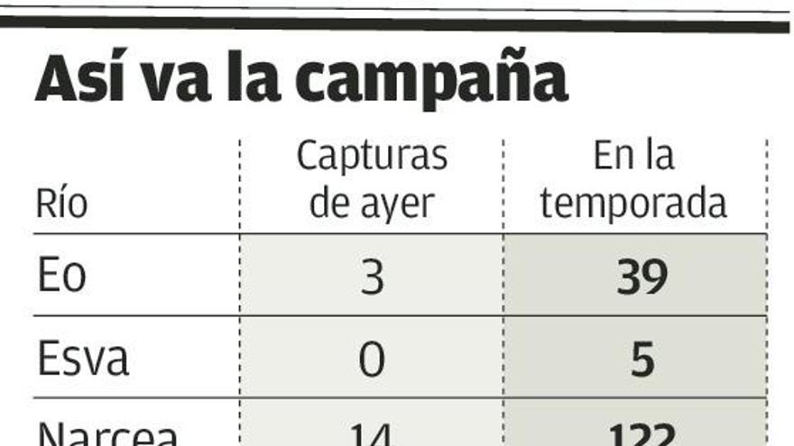 El Narcea, con 14 de los 27 salmones de ayer, avanza en el liderato