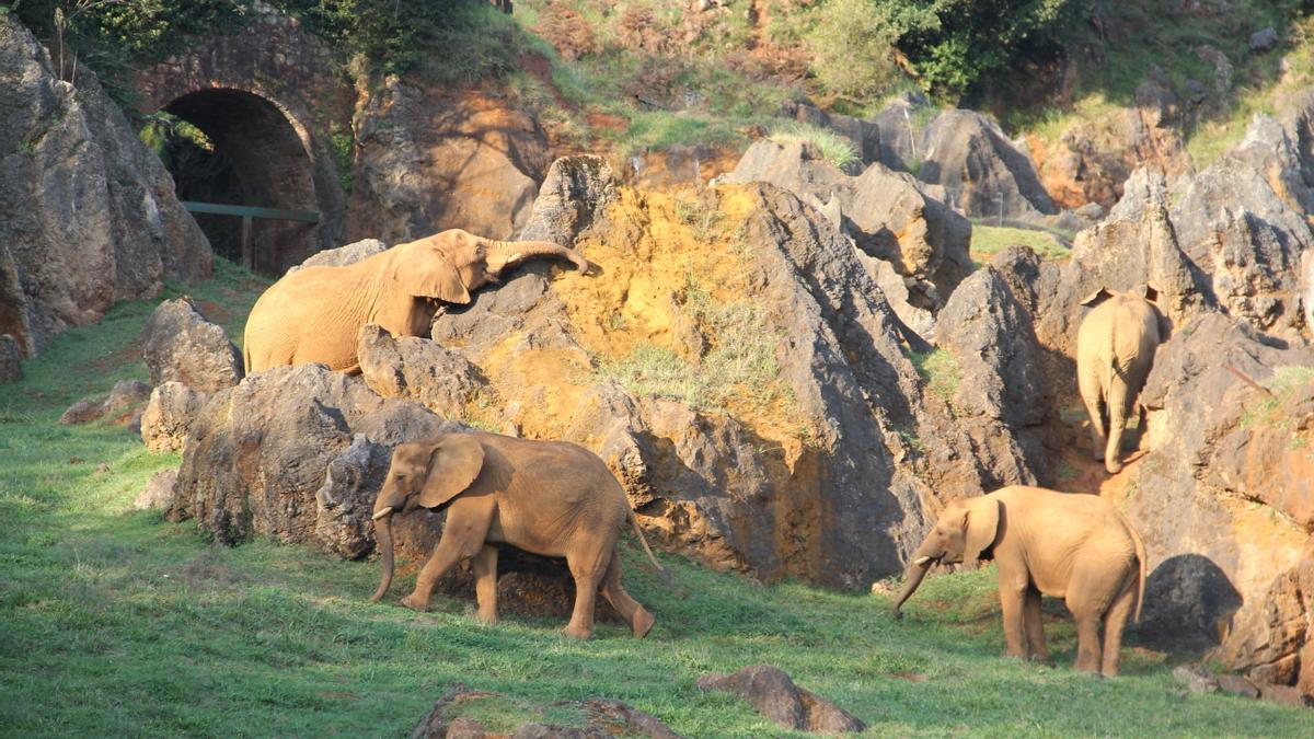 Varios elefantes en el parque de la naturaleza de Cabárceno, en Cantabria.
