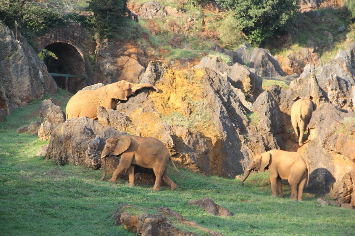 Varios elefantes en el parque de la naturaleza de Cabárceno, en Cantabria.