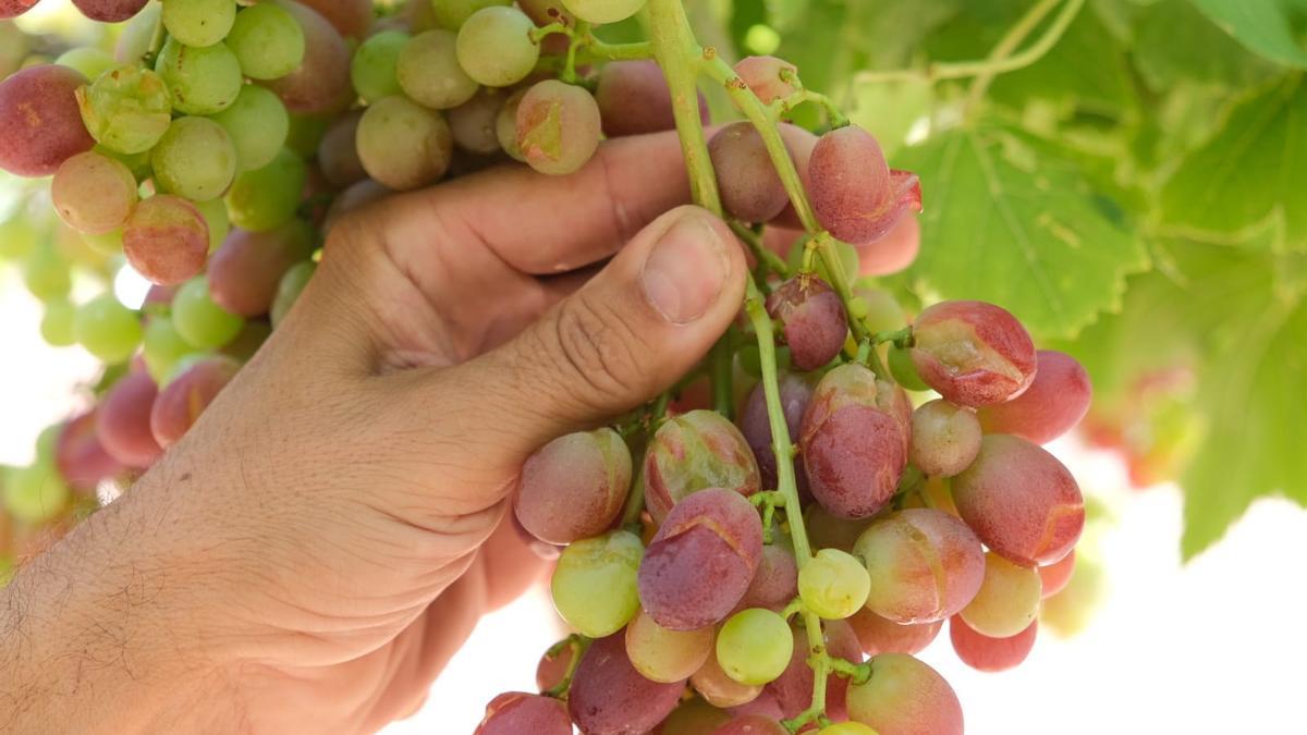 Los granos de la uva dañados en Aspe por el impacto del granizo.