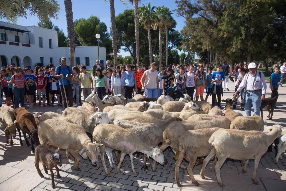 Ovejas por la Universidad