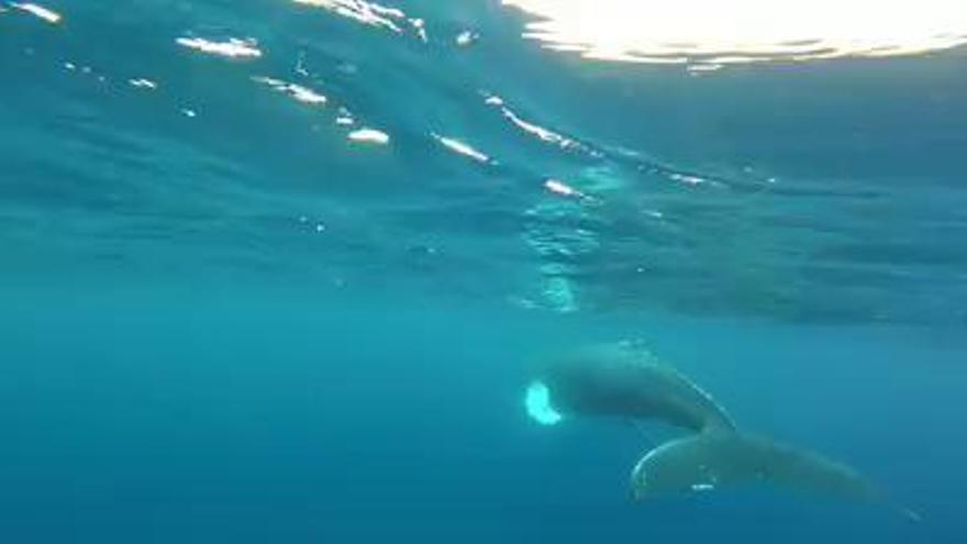 Avistan una ballena jorobada en las aguas de La Palma