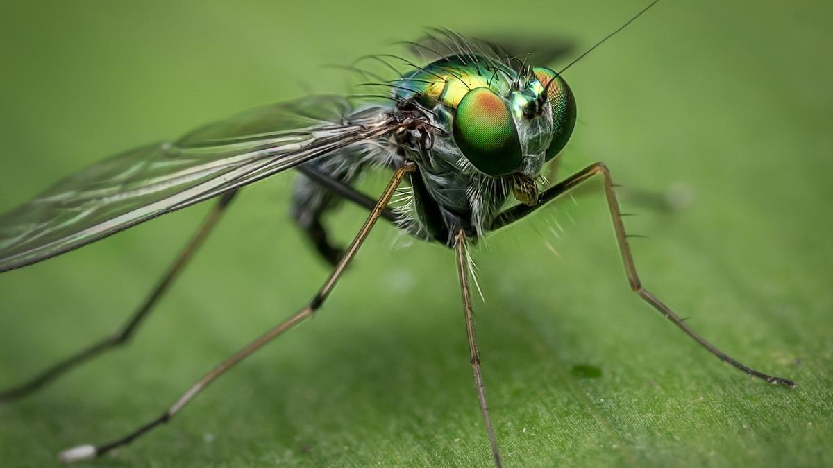 Los mosquitos duermen entre 16 y 19 horas.