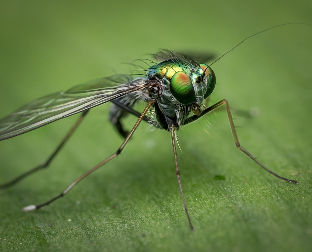 Los mosquitos duermen entre 16 y 19 horas.