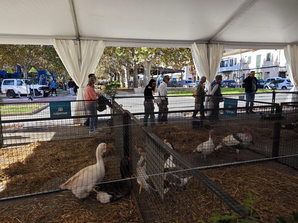 En la muestra de aves de corral del Dijous Bo de Inca también reina la tranquilidad.