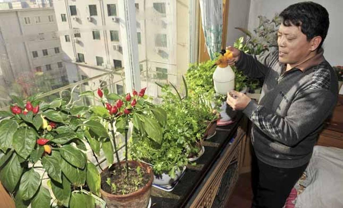 Un veí d’un pis a Shenyang (Xina) cultiva api, pebrots i espinacs a casa seva com a resposta a la pujada de preus de les verdures.