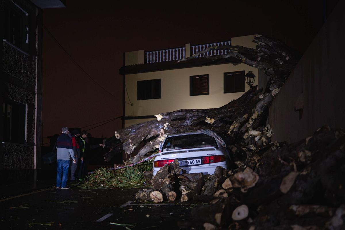 Caída de un drago centenario en Los Realejos