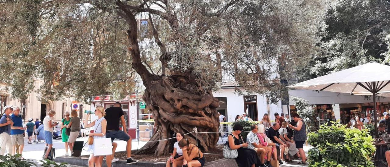 Imagen tomada el mediodía de ayer con numerosos turistas descansando y sentados en el pretil del alcorque del olivo.