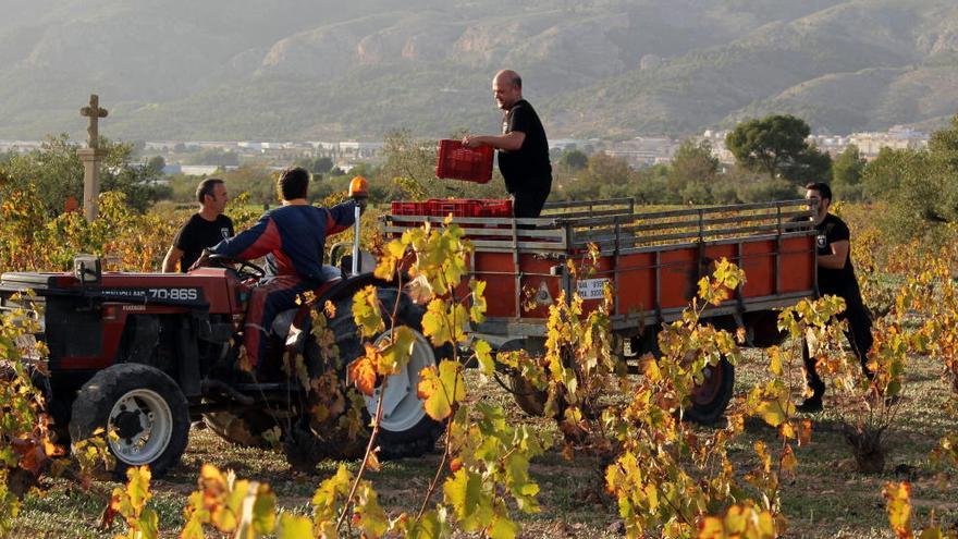 Agricultura abre el plazo para la reconversión del viñedo en la provincia de Alicante