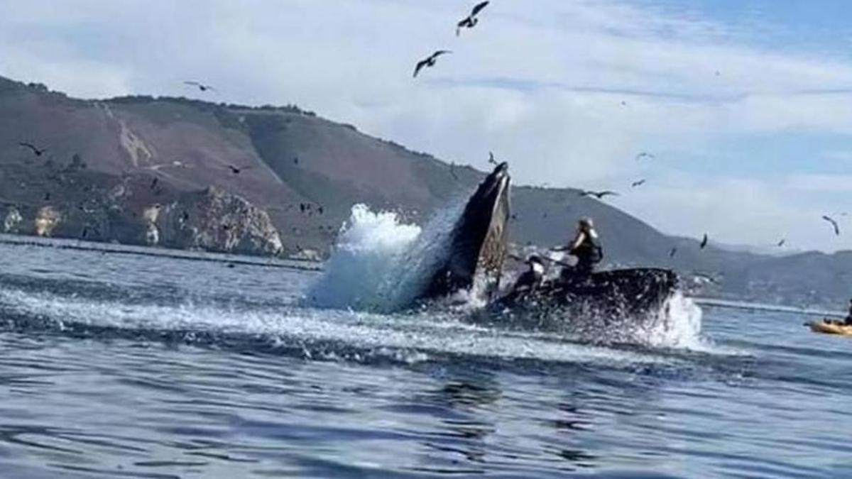 Momento en el que la ballena se traga a dos personas