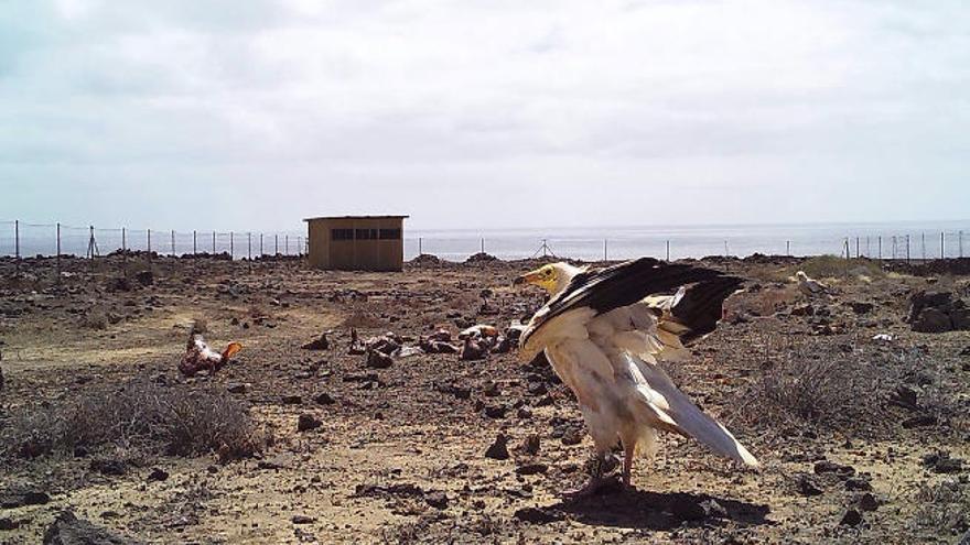 Lanzarote abre un comedero para que los guirres recolonicen la Isla