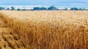 Catalunya crearà un centre d’edició genòmica de cereals