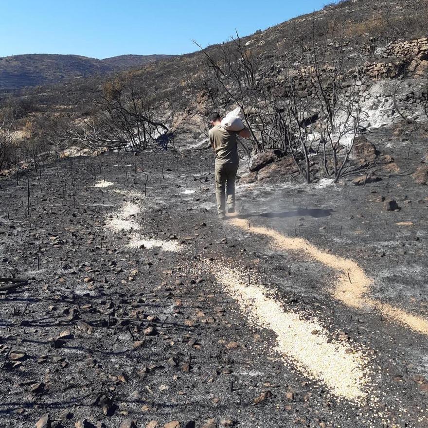 Los cazadores de los municipios del Alto Palancia están llevando comida a las zonas quemadas para asistir a la fauna superviviente.