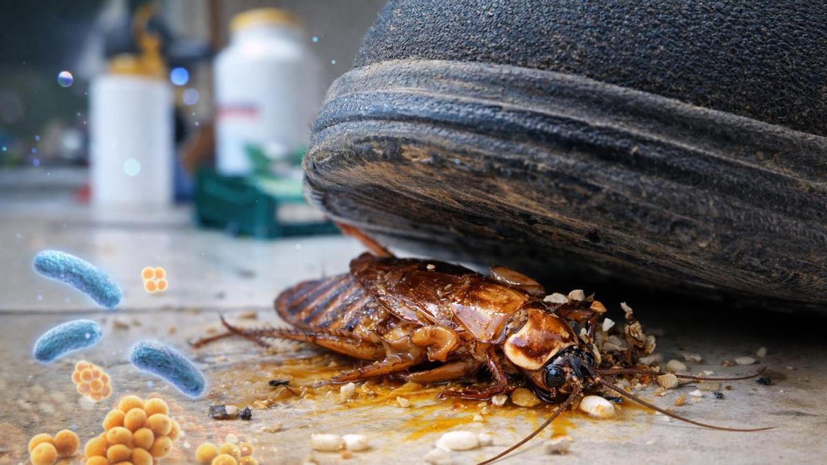 Por qué aplastar una cucaracha no es buena idea.