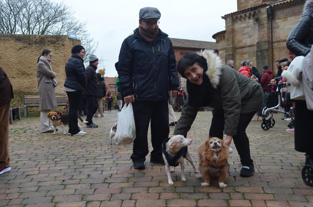 Celebración de San Antón, en Benavente.