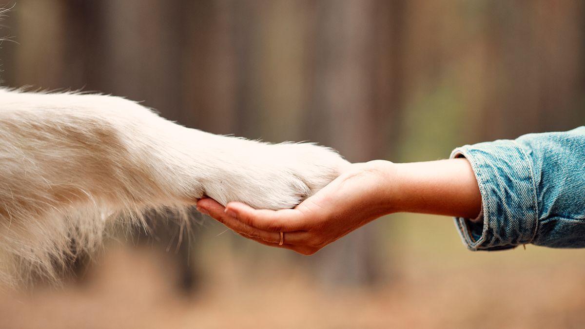 El gesto inequívoco que indica si nuestro perro nos quiere o no