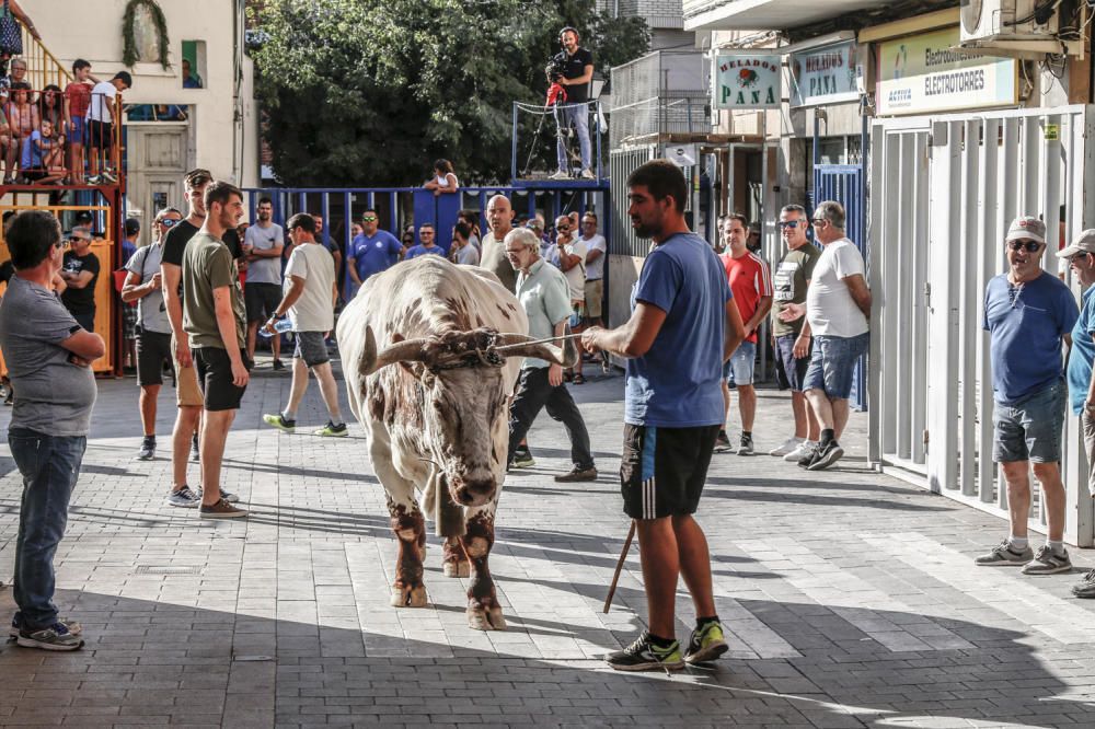 Encierro de toros en Castalla