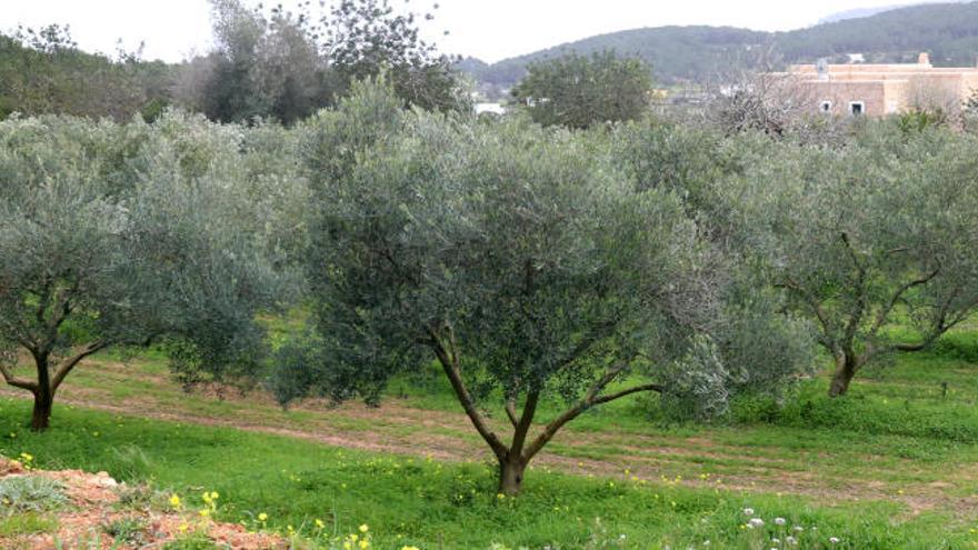 Detectada xylella fastidiosa en 115 árboles de Ibiza