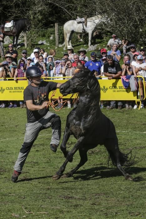 Fiesta del Asturcón en el Sueve