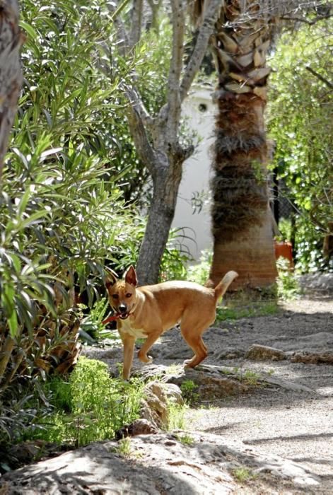 Seit über 30 Jahren betreibt Josefi na Vivancos in Pollença ein Hundeasyl. Zum Tierschutz kam die Mallorquinerin eher zufällig. Heute lebt sie mit 40 Hunden auf einer Finca und hat Hunderten von Vier