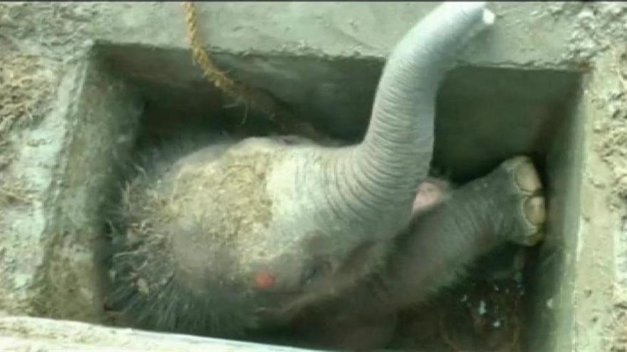 Encuentran a un elefante atascado en un desagüe en Sri Lanka