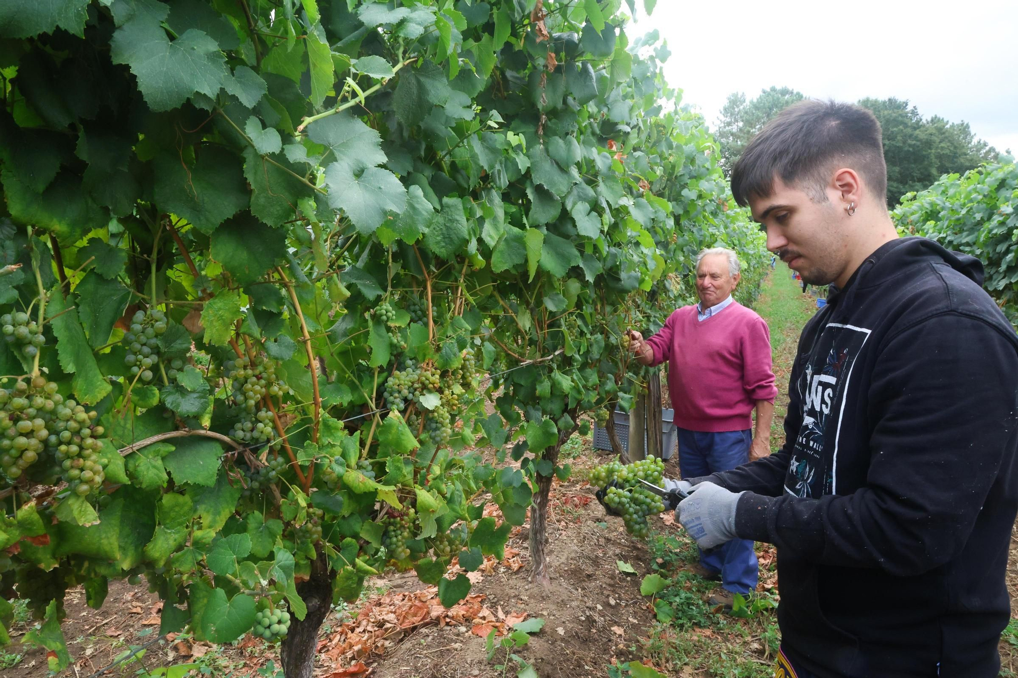 Recolección de uva para el primer espumoso de la bodega arousana Granbazán (O Salnés) en una parcela de Vedra (Ribeira do Ulla).