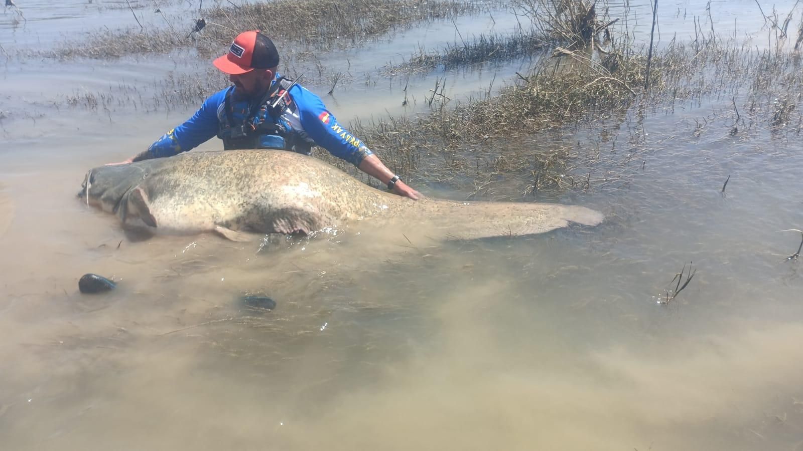 EN IMÁGENES: El monstruoso siluro pescado por unos asturianos en el Ebro