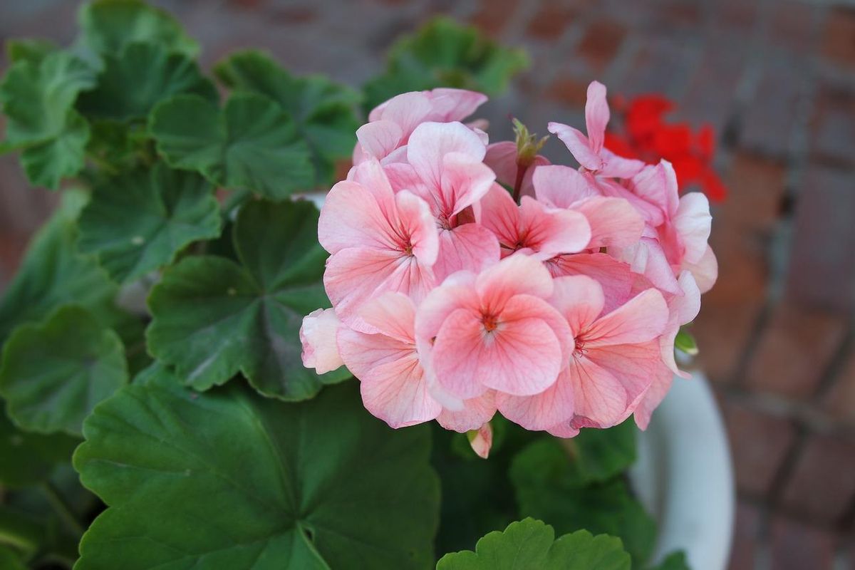 Plantas mediterrânicas para sua casa: Pelargonium