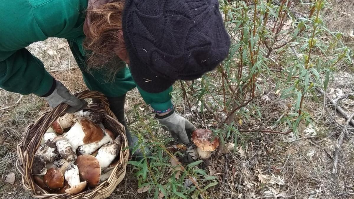 Recogida de setas en Zamora.