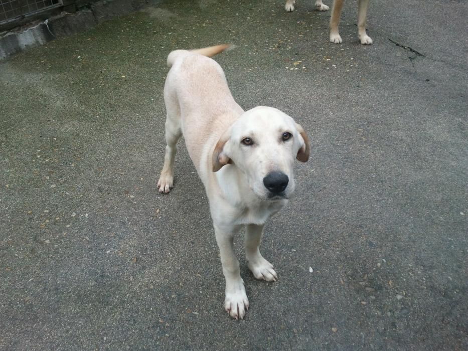 Cachorros abandonados en O Morrazo buscan un hogar