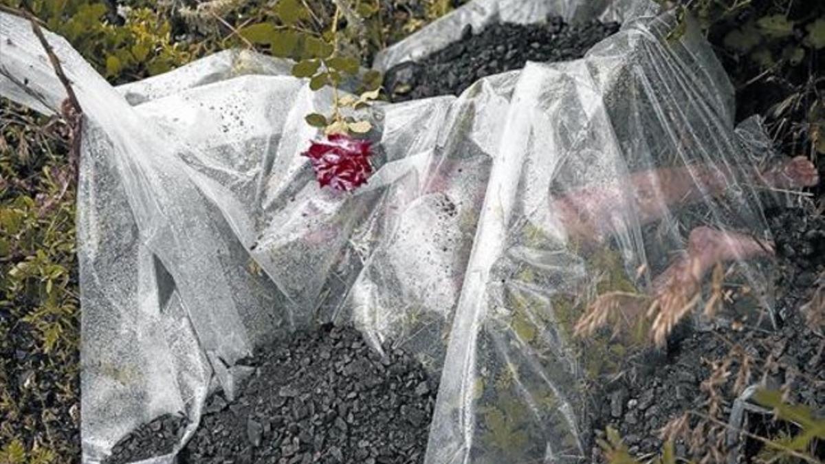 Un cadáver cubierto por un plástico y una flor en el lugar donde cayó el avión, a 70 kilómetros de Donetsk, en el este separatista de Ucrania.