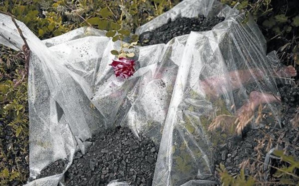 Un cadàver cobert per un plàstic i una flor al lloc on va caure l’avió, a 70 quilòmetres de Donetsk, a l’est separatista d’Ucraïna. Un cadàver cobert per un plàstic i una flor al lloc on va caure l’avió, a 70 quilòmetres de Donetsk, a l’est separatista d’Ucraïna.