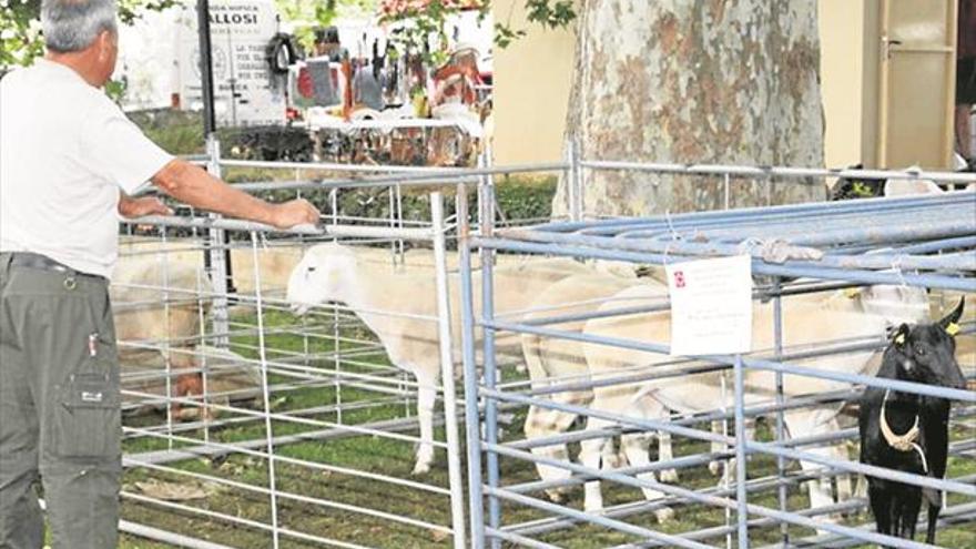 Gran expectación en Albocàsser ante una nueva edición de su histórico certamen