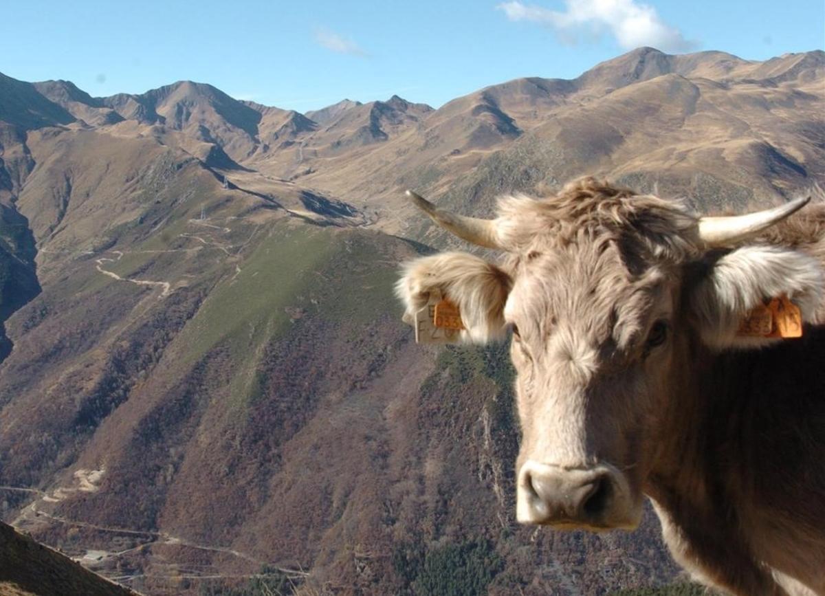 zentauroepp7283167 espui  vall fosca  14 11 2007    vaca con el fondo de las mo170413125306