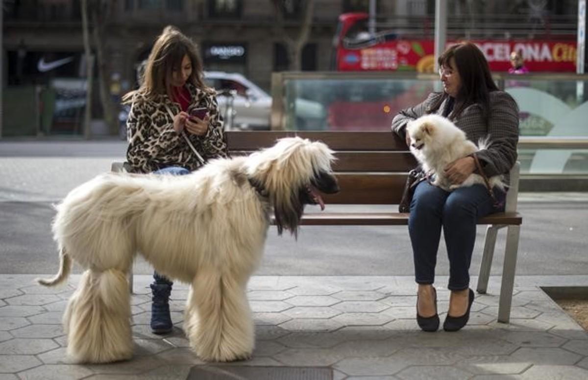 Dos mujeres con sus perros, en el paseo de Gràcia, en una foto de archivo.