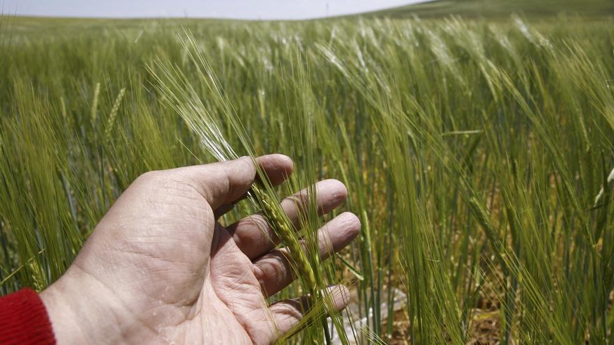 El cereal acusa los inusuales calores de mayo en un campo falto de agua en Zamora