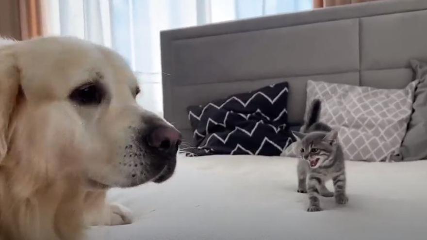 La reacción de este golden retriever al ver por primera vez a un gato bebé