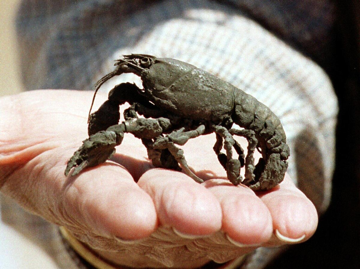 Un cangrejo rojo de las marismas del guadalquivir ha quedado practicamente petrificado a consecuencia del lodo tóxico que ha invadido su habitat natural y que ha causado la muerte a miles de ejemplares como el