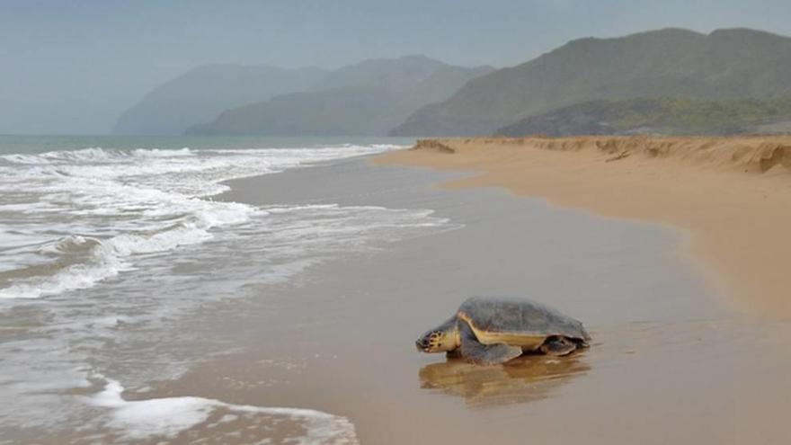Una tortuga boba en la playa cartagenera de Calblanque. CARM