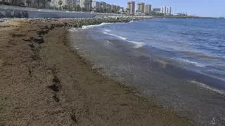 Las Palmas de Gran Canaria retira de su costa más de 60 toneladas de algas invasoras en menos de un mes
